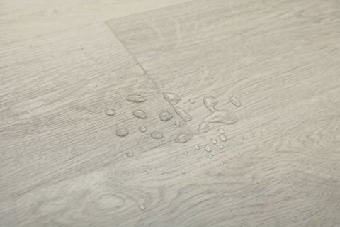 Дуб Виллем/Oak Willem