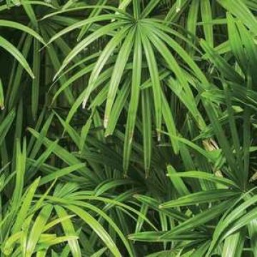 Обои Shinhan Wallcoverings Natural 2 88425-1